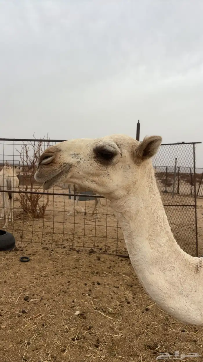 بكره 0