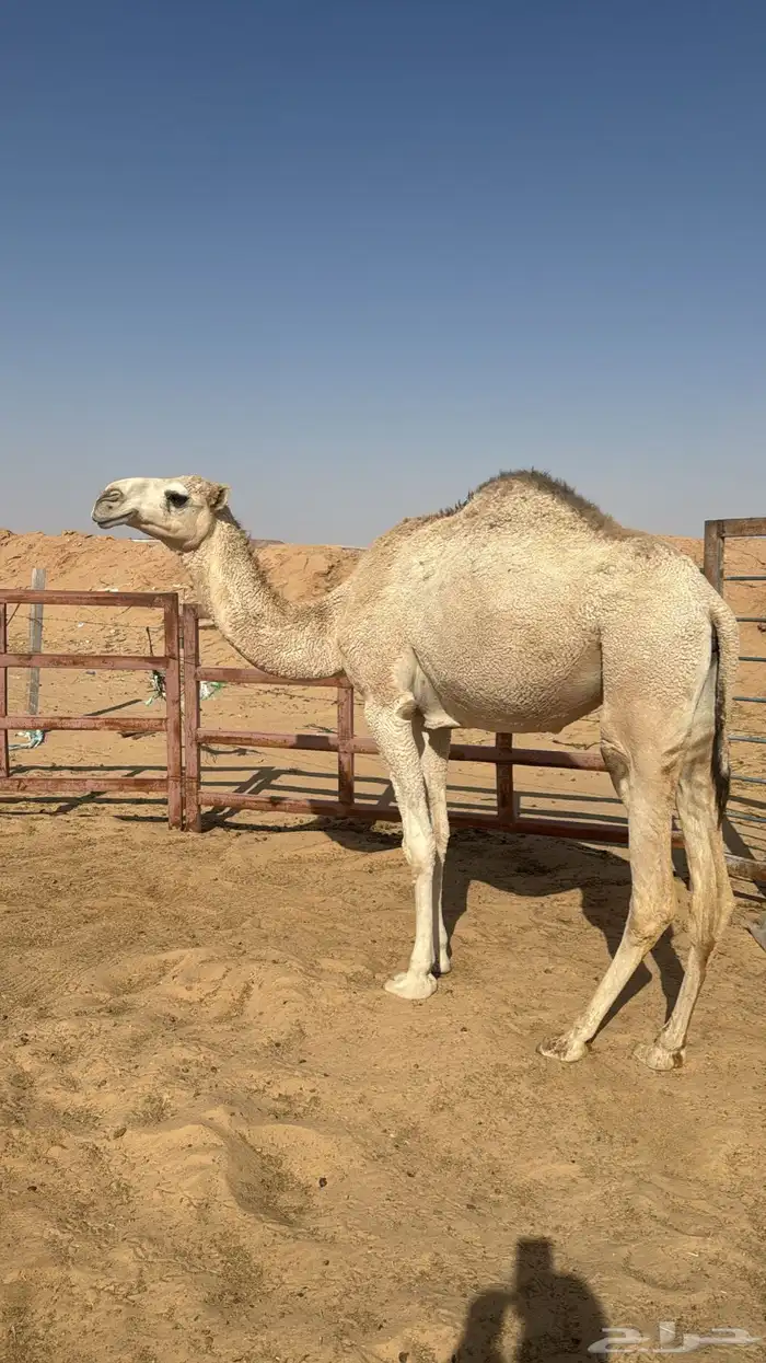 بكره حقه للبيع 0