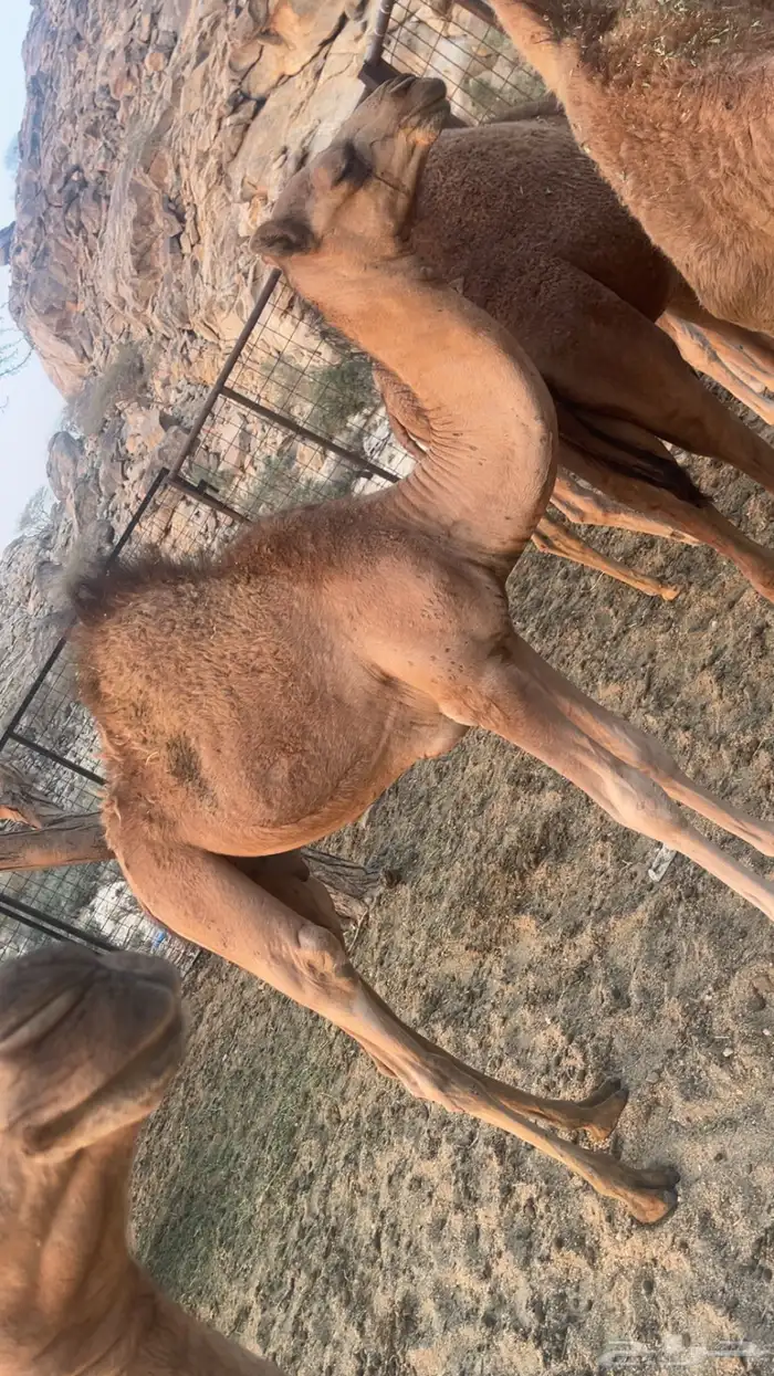 قعدان لباني 0