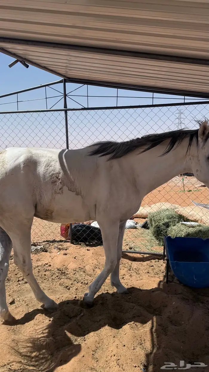 خيل للبيع 6