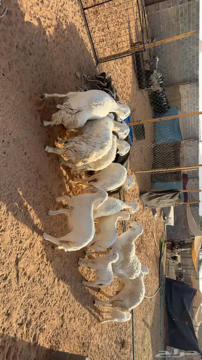 غنم حرش طيبه 5