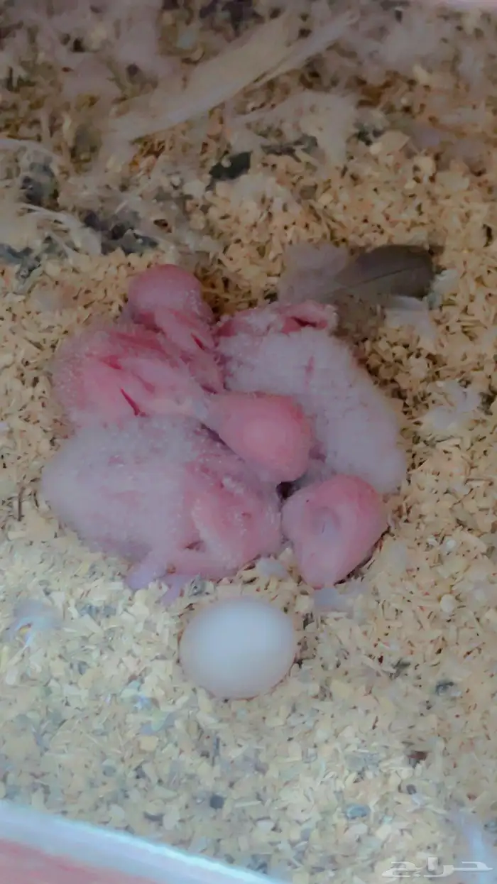 زوج كويكر مع فروخه 2