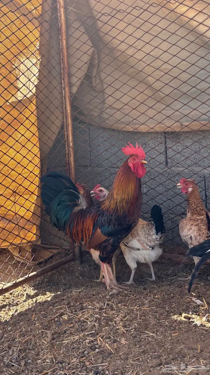 ديك للبيع ( تم البيع ) 1