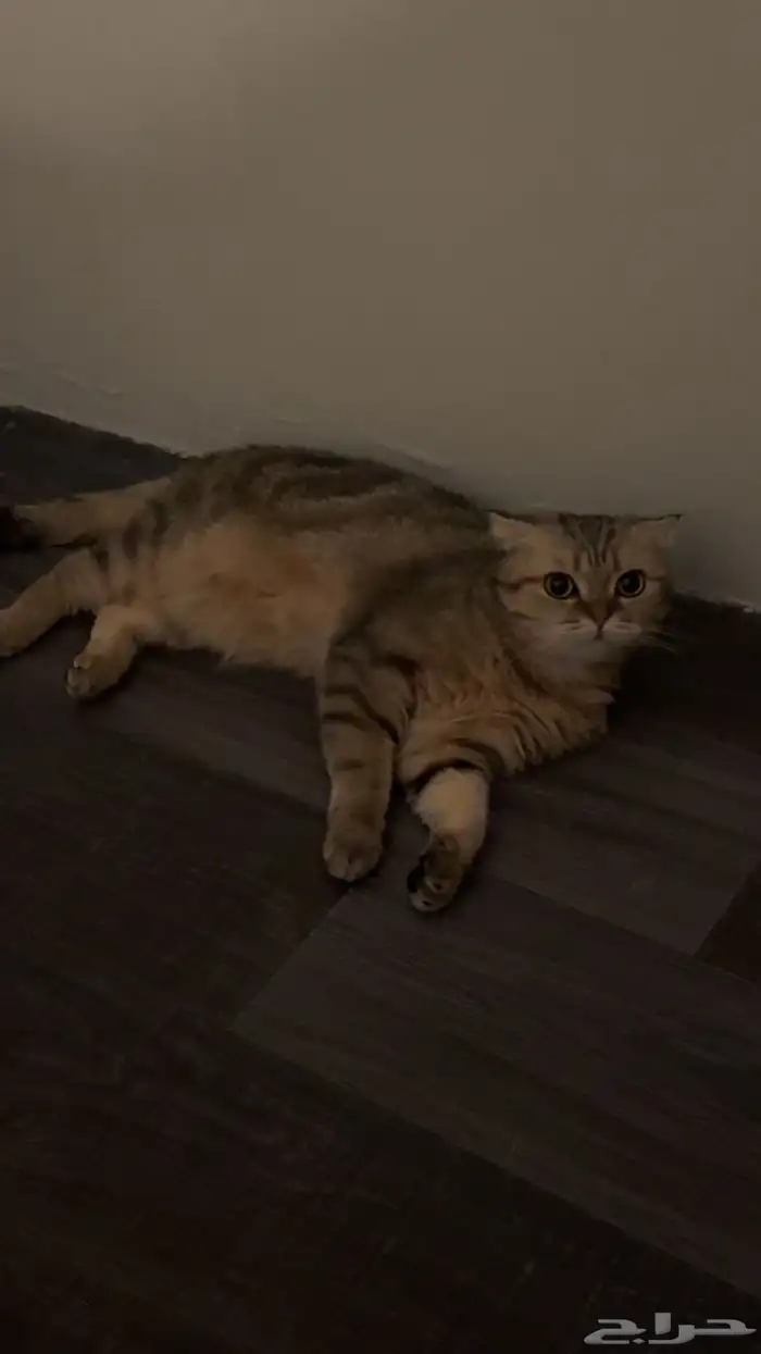قطط 0