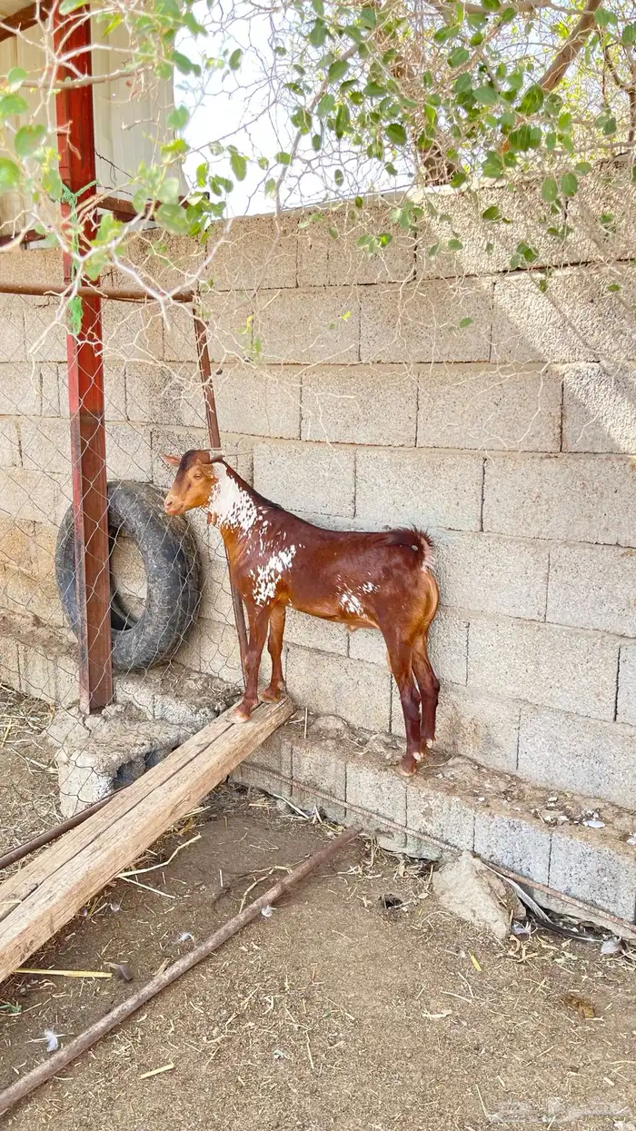 تيس اوشح مشروع فحل صنف 0