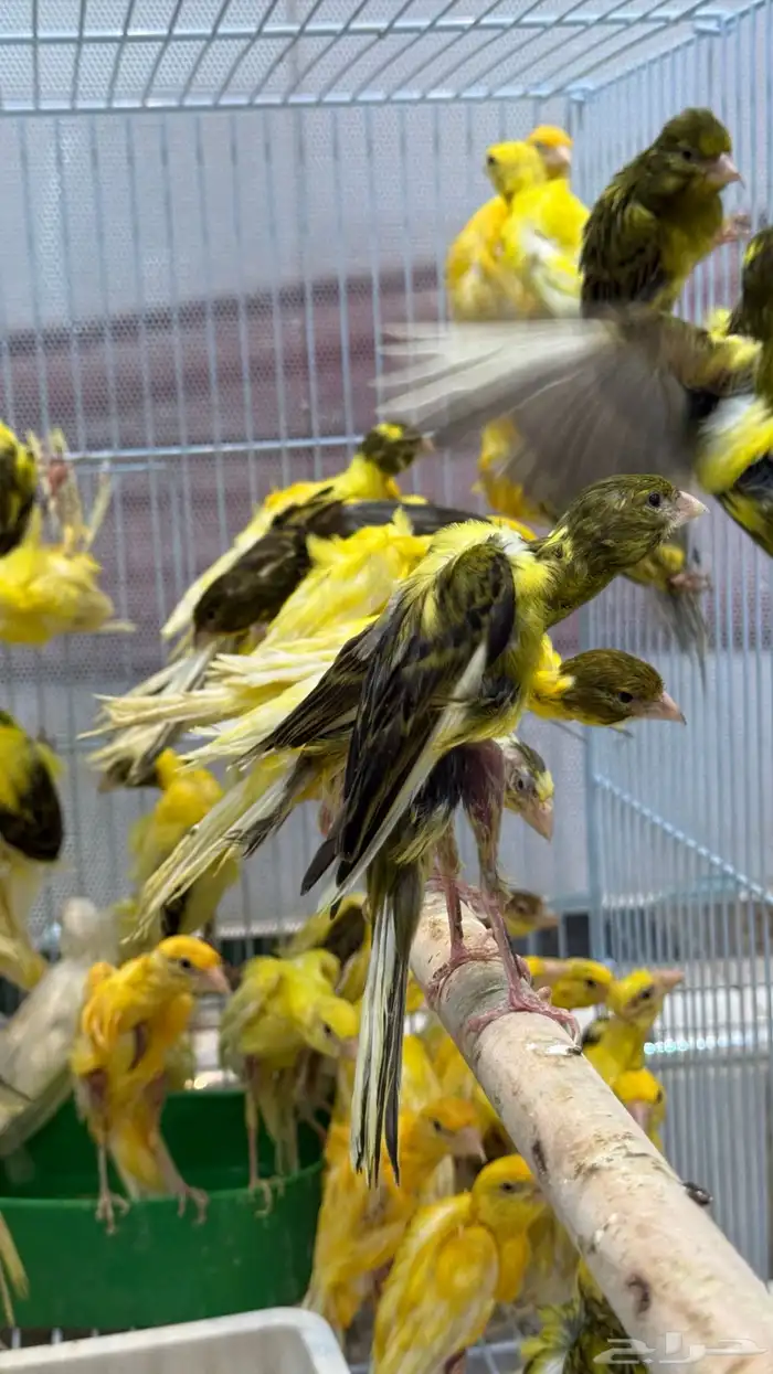 كناري كوبرا 3