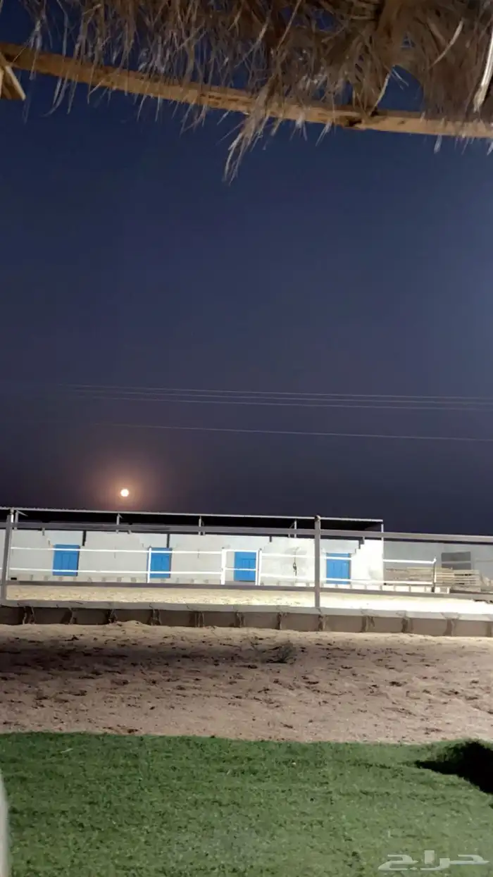 عسافه خيل 0