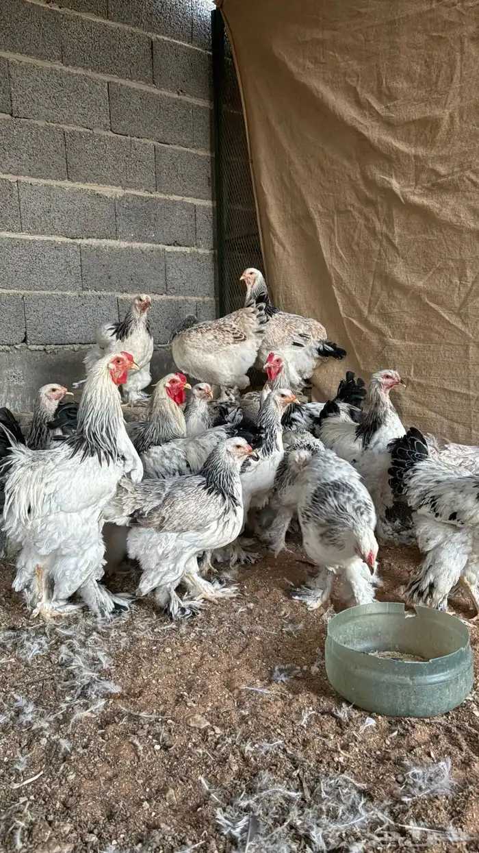 دجاج براهما كولمبي كونك 2