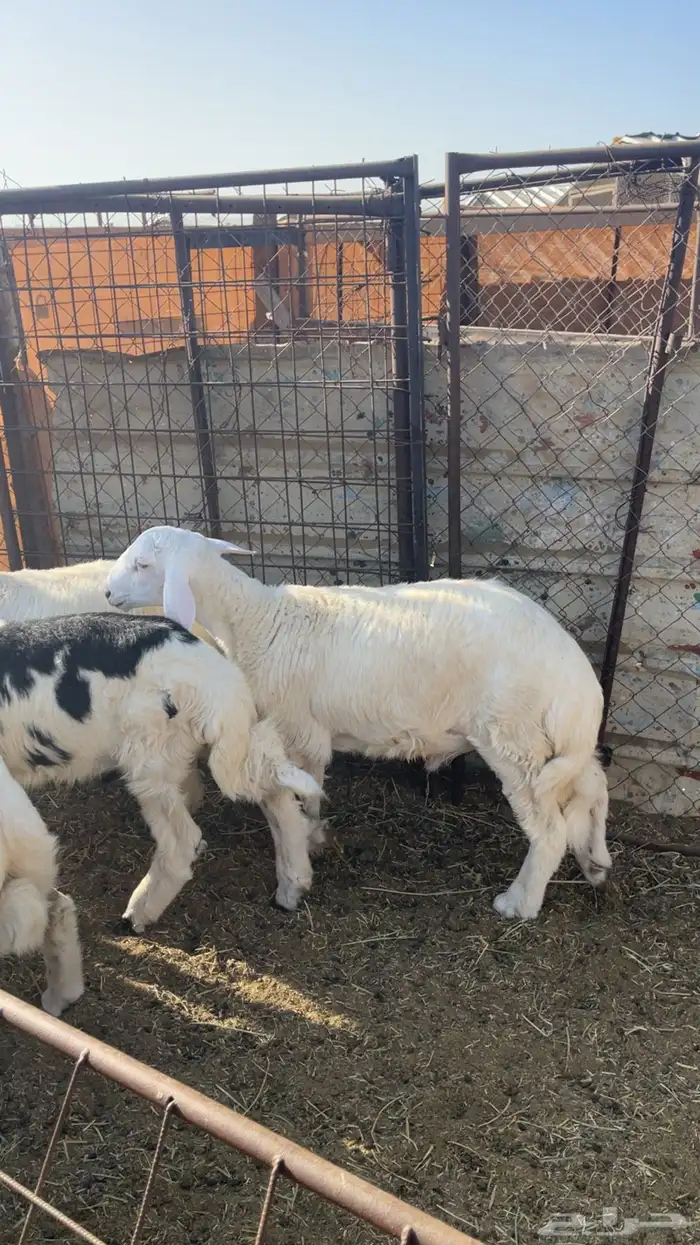 ذبايح حريه فاخره مع خدمة الذبح والتوصيل 3