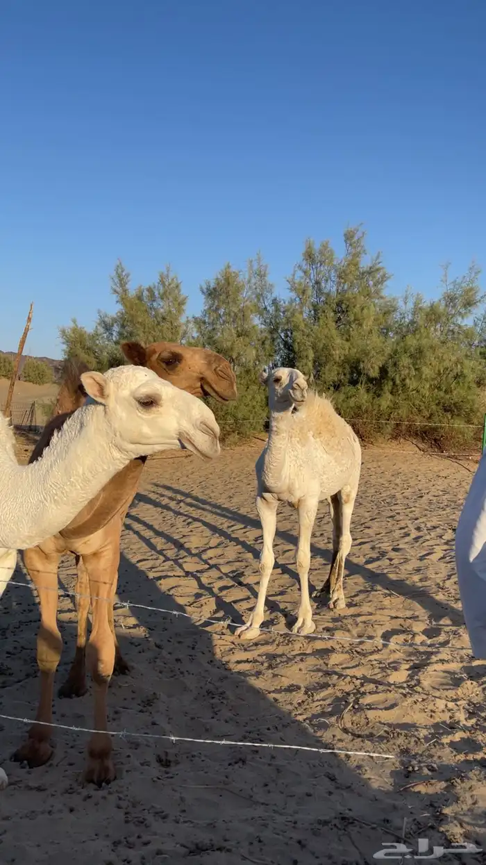 قعود باتلي على بعارين عبدلله بن دلمخ السبيعي مفرود 4