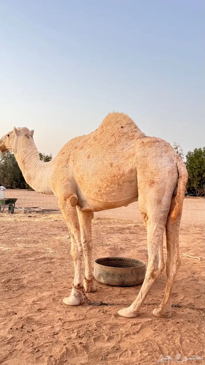 قعود اوضح للبيع العمر من 3 سنين الى 4 3