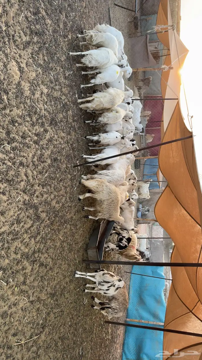 غنم حصيب ودفيع 2