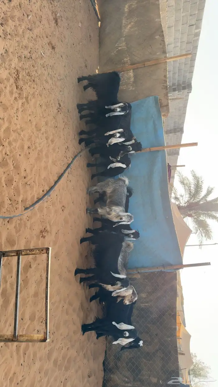 جفرات مقاني طيبه بفحلها 0