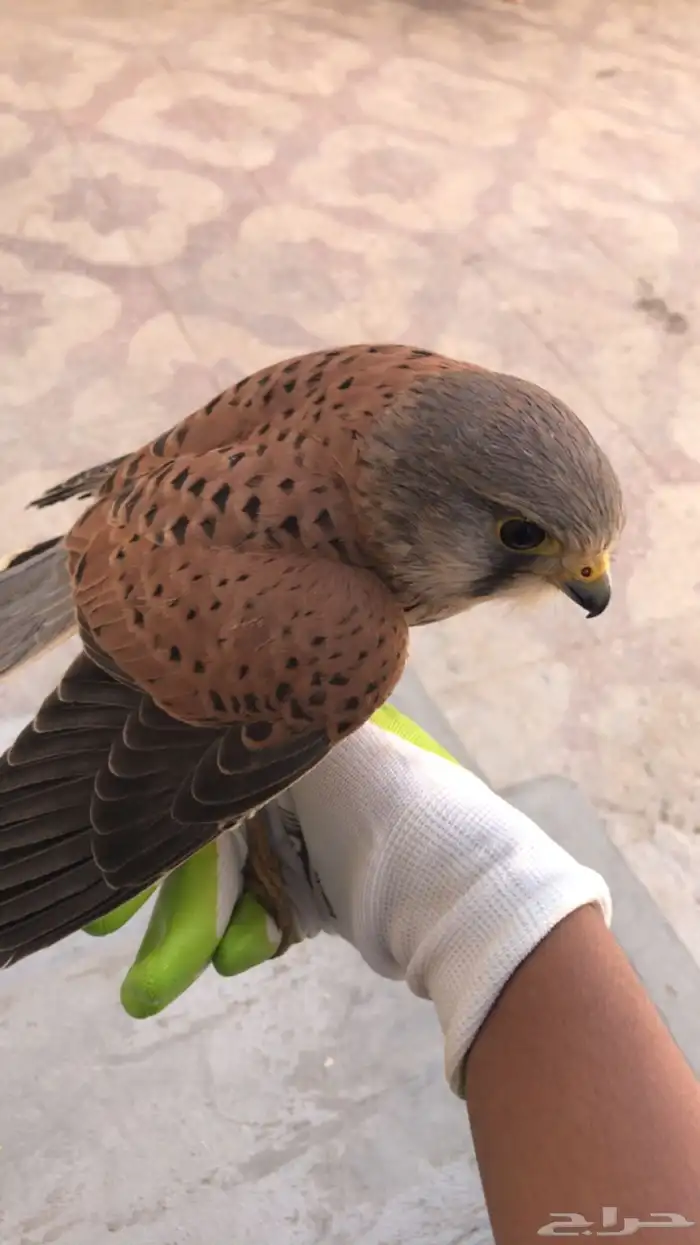 للبيع طير الباشق 1