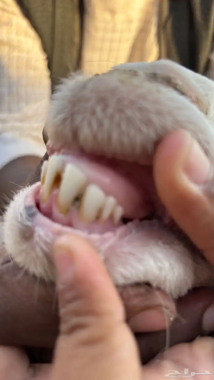 رخل سواكنيه رباع بيضاء برصاء فاخره صنف ( تم البيع ) 5