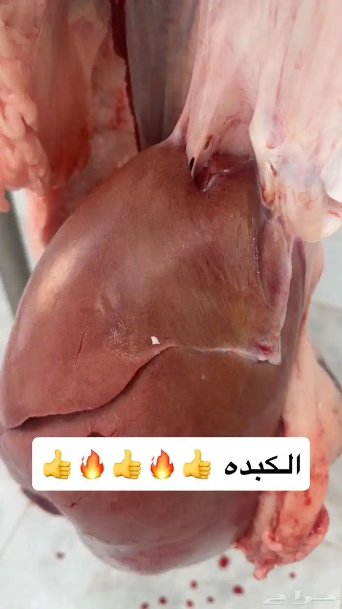 حشو ف اخر وحريات وتيوس ذبح يومي 1