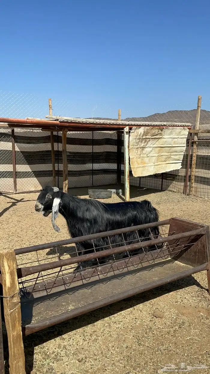 تيس عارضي فحل فاخر(تم البيع) 1