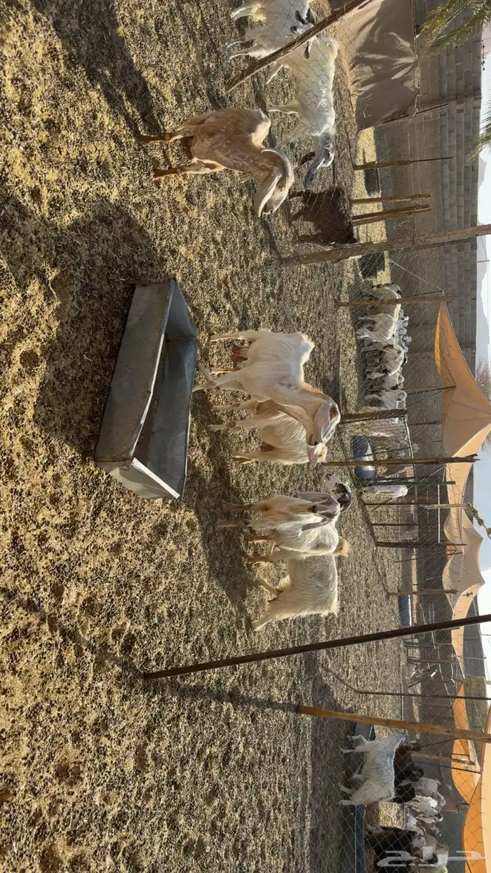 معزى حليب مشروط صبح ومساء 8