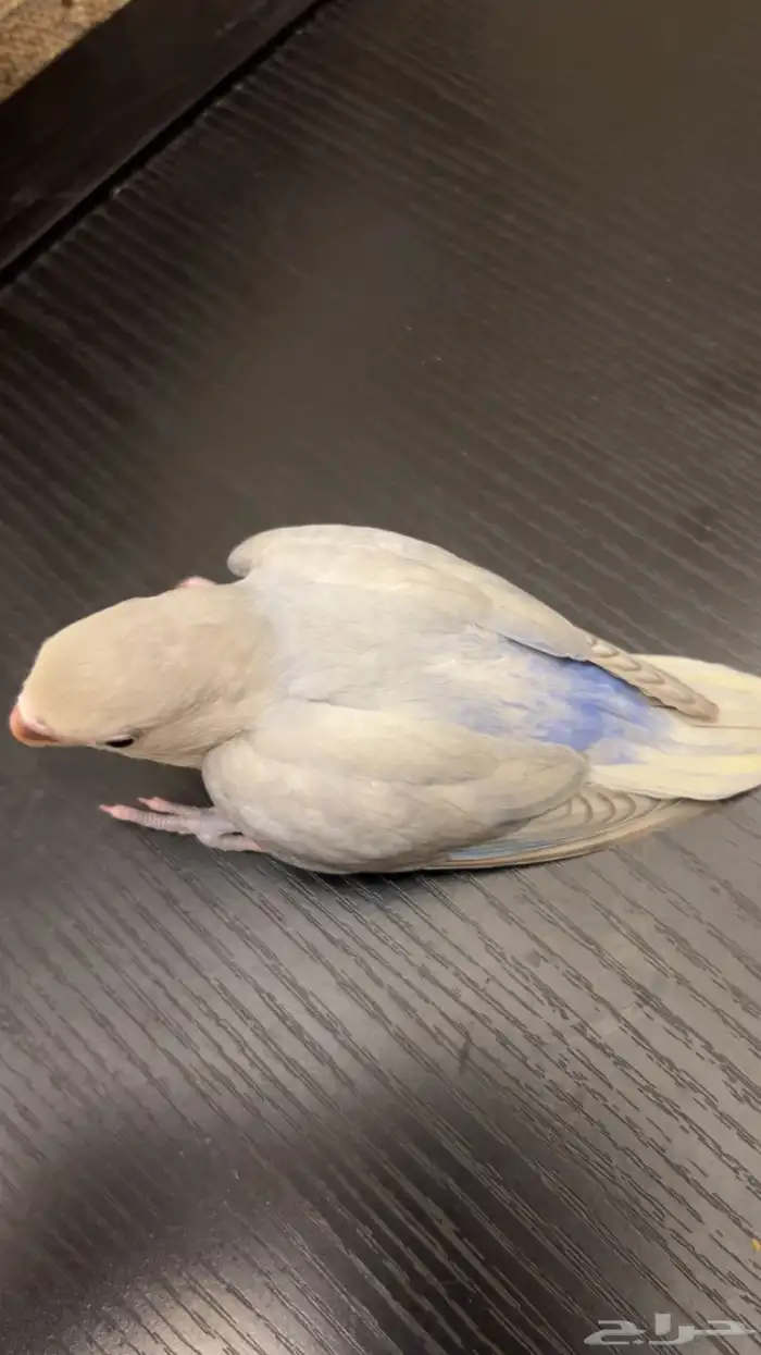 فرخ روز هدد نشبة 3