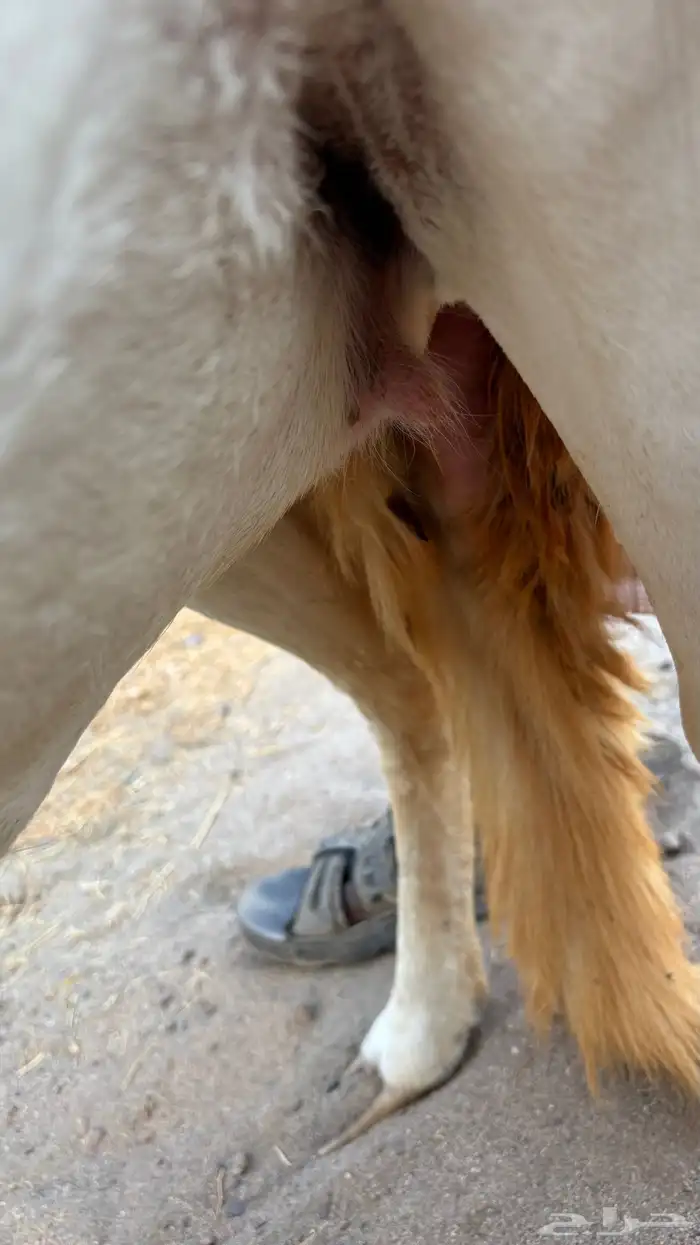 رخل سواكنيه رباع بيضاء برصاء فاخره صنف ( تم البيع ) 6