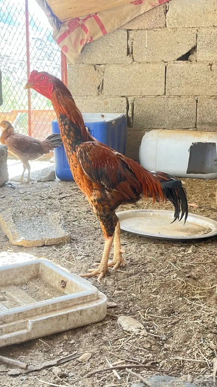 للبيع دجاج و بط 3