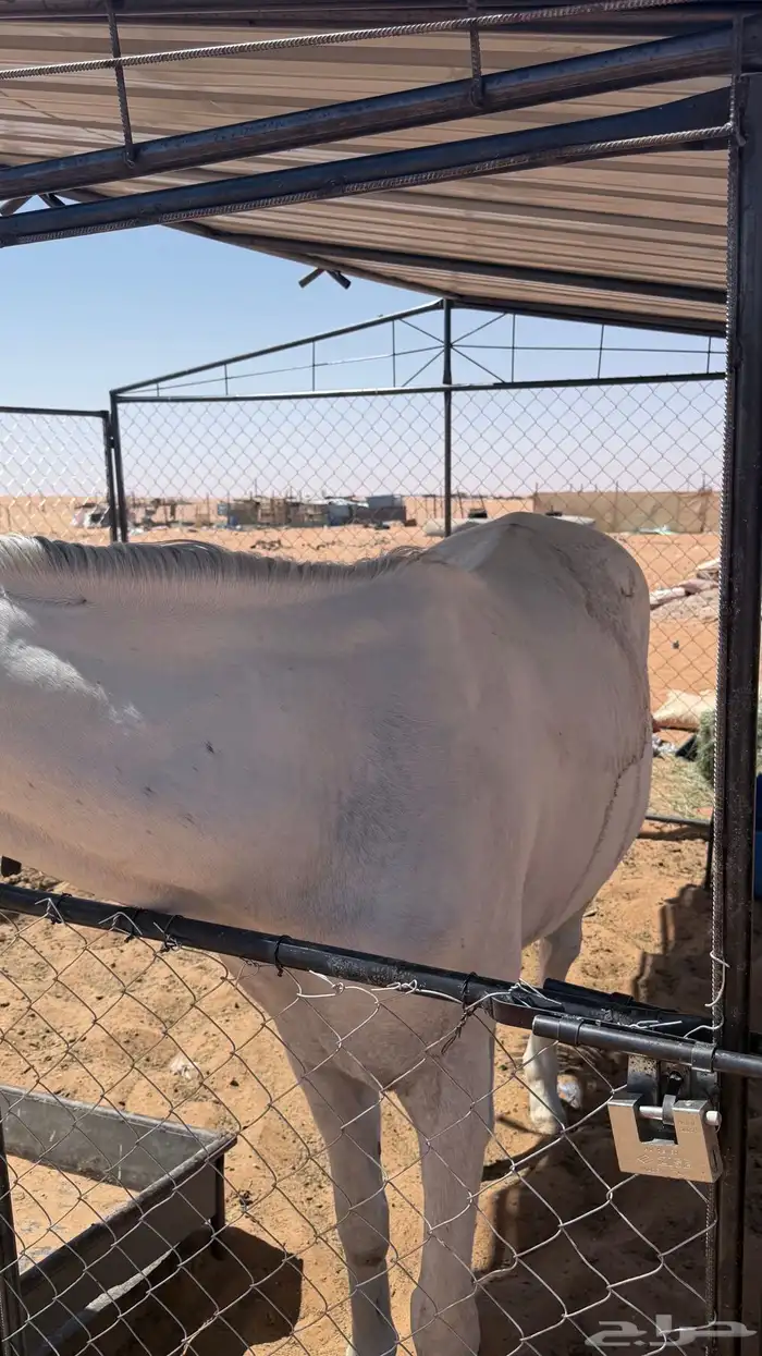 خيل للبيع 3