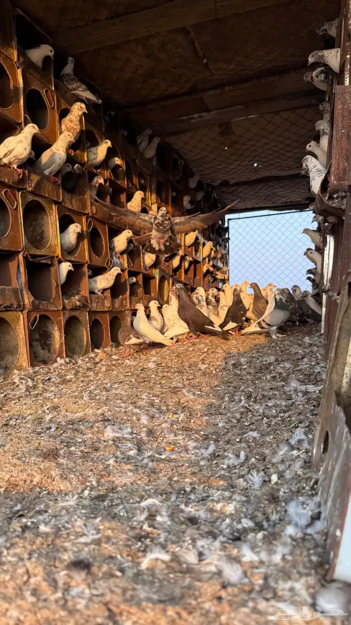 حمام بلدي للبيع 1