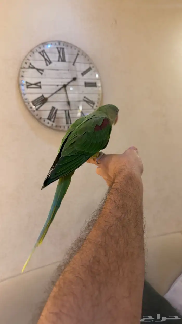 دره نيبالي هدد نشبه (( تم البييع )) 3