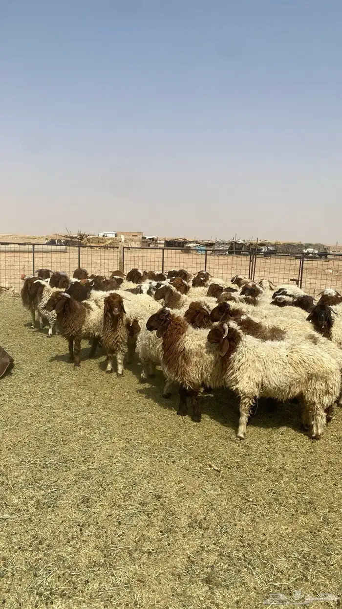 بهم خرفان نعيم العدد 15 2