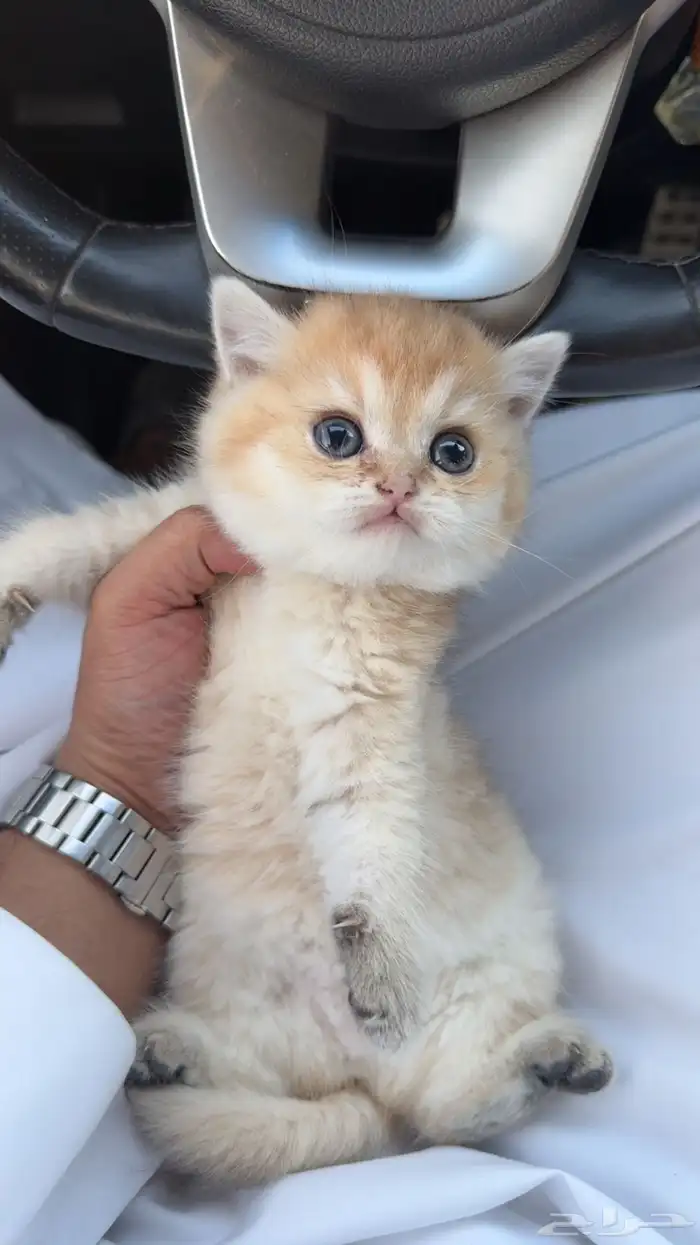 للبيع كيتن اسكوتش 0