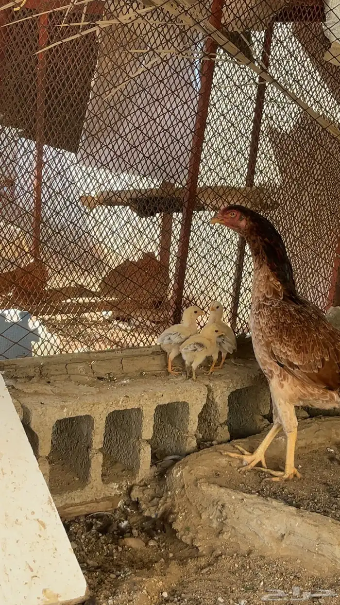 دجاجه نادره من النوادر تحتها ثلاثه 1