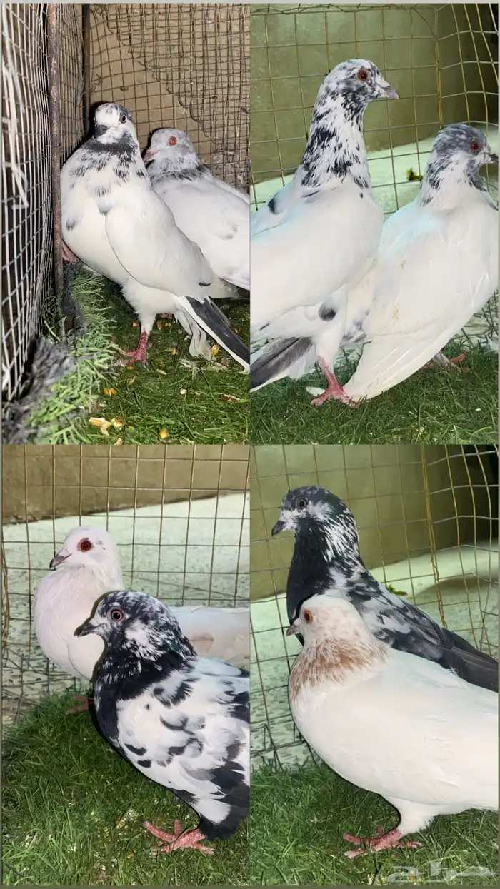 حمام باكستاني 0