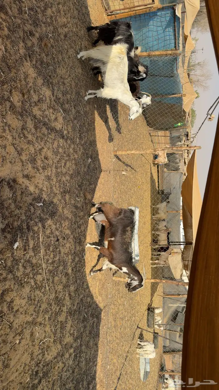 معزى حليب مشروط صبح ومساء 1