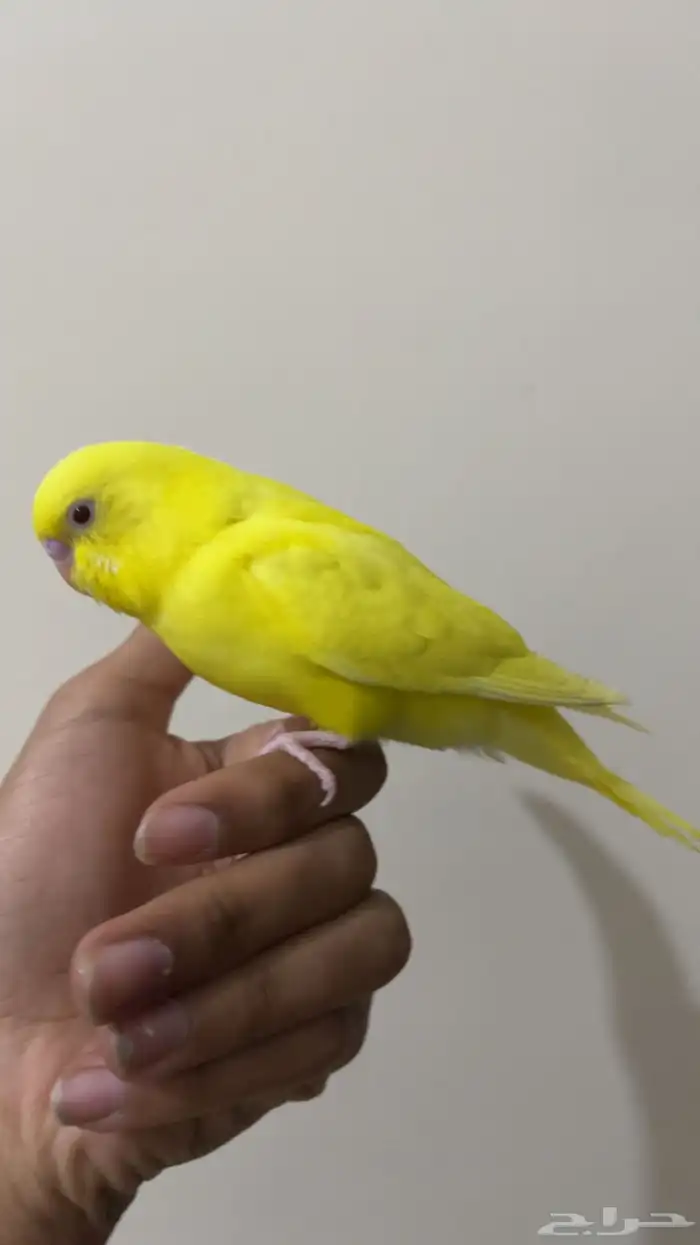 فرخ بادجي لاتينو ( تم البيع ) 1