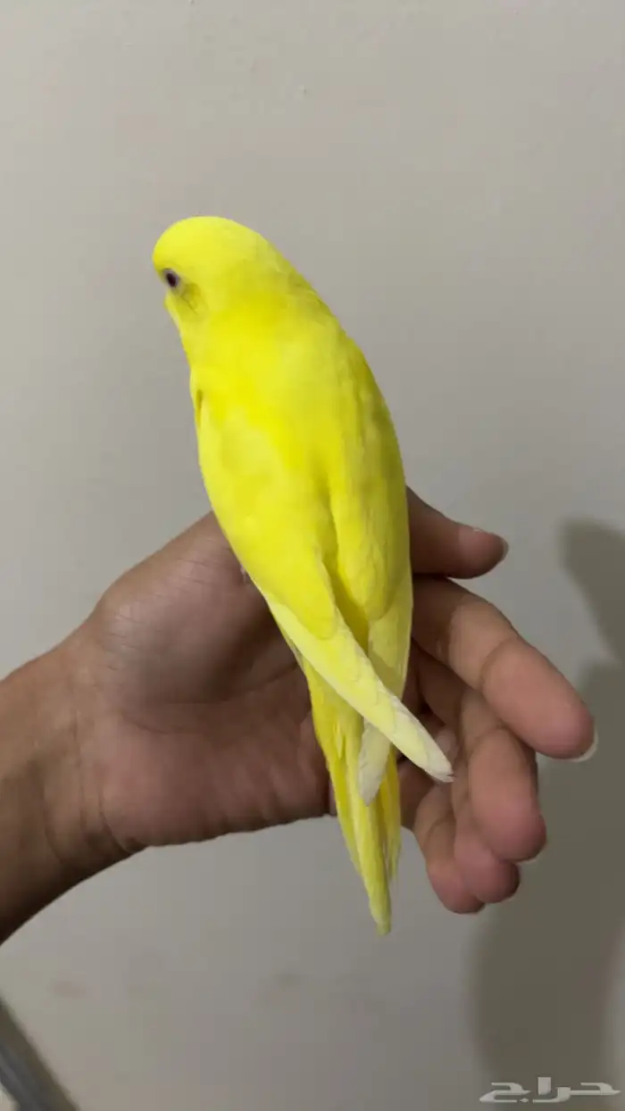 فرخ بادجي لاتينو ( تم البيع ) 3