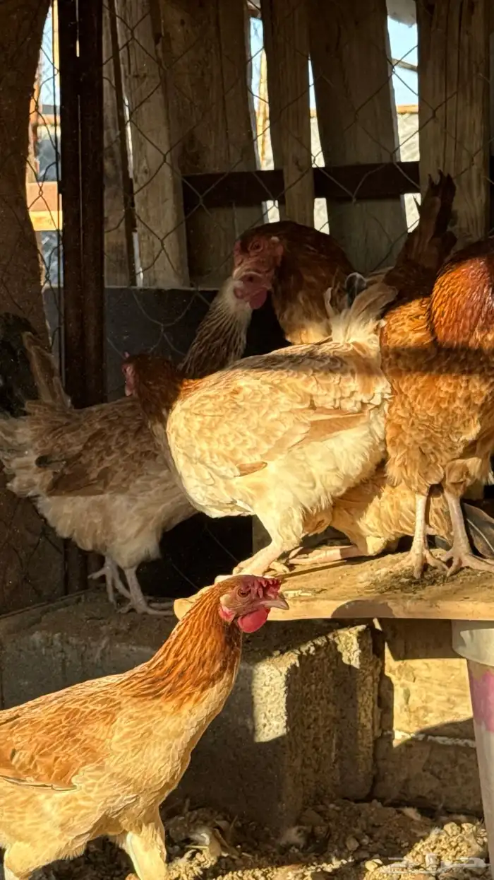 للبيع دجاج براهما 4