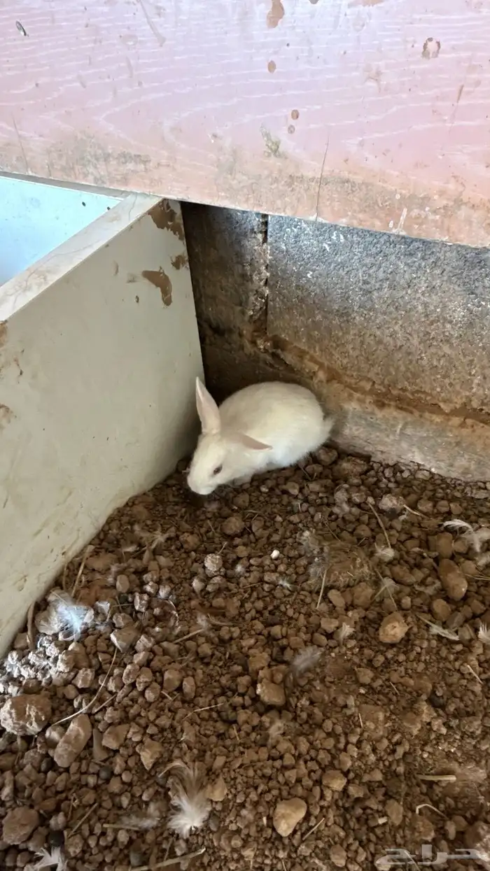 ارانب صغيره 0