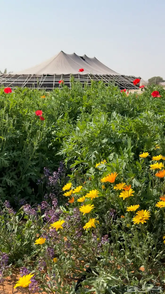 خيام صيوان عدد 2 اللون اسود مبطنة من الداخل 12 22 2