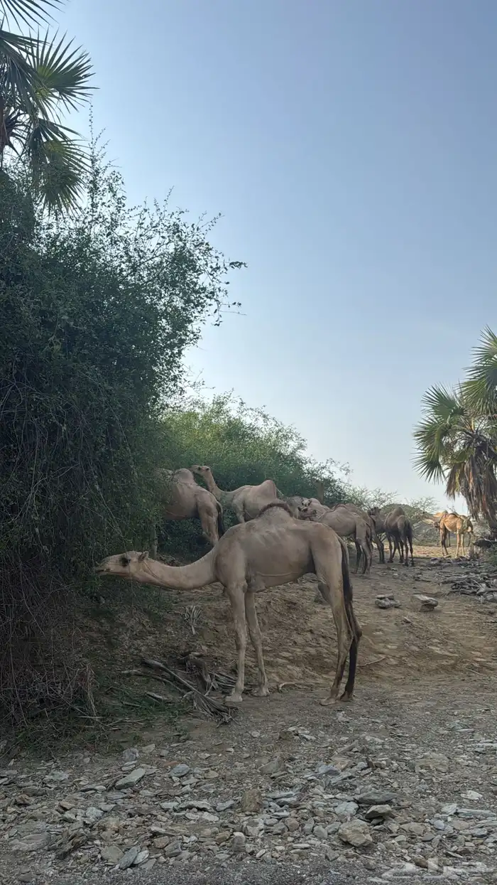 أبل عوادي واوارك العدد34 5