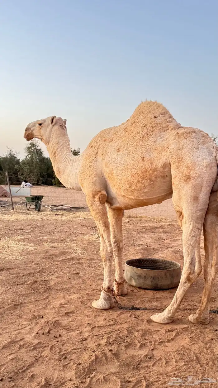 قعود اوضح للبيع العمر من 3 سنين الى 4 5