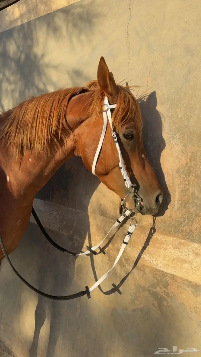 حصان عربي شعبي 0