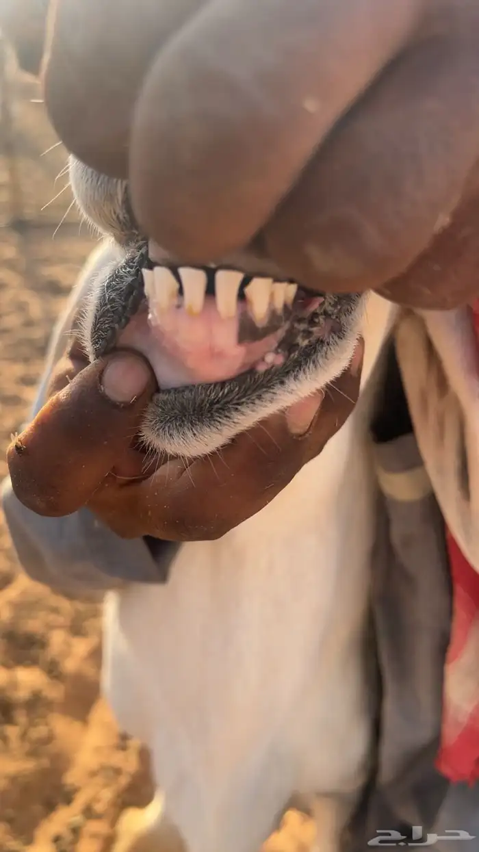 طلي حري جذع فحل صنف 3