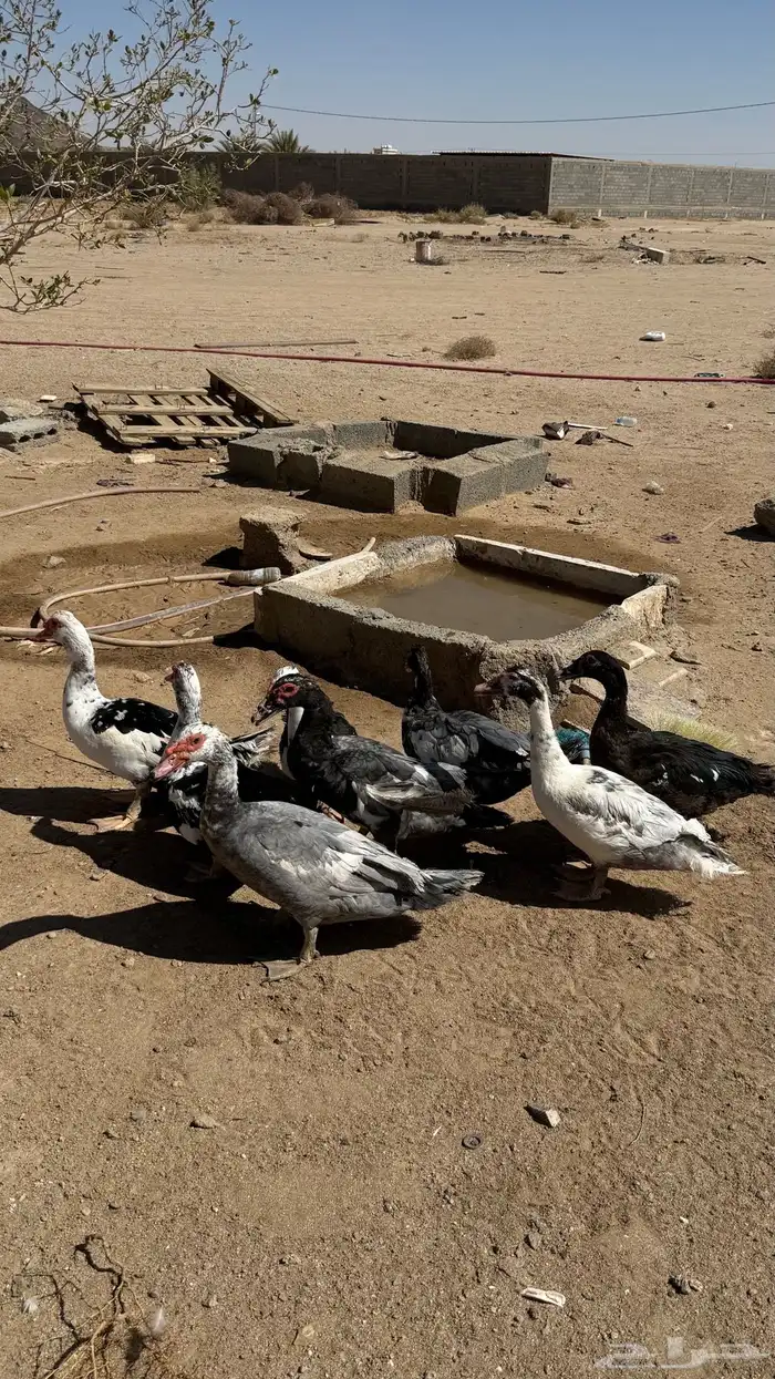 للبيع بط ذكور 8 الموقع بيشه المدراء 1