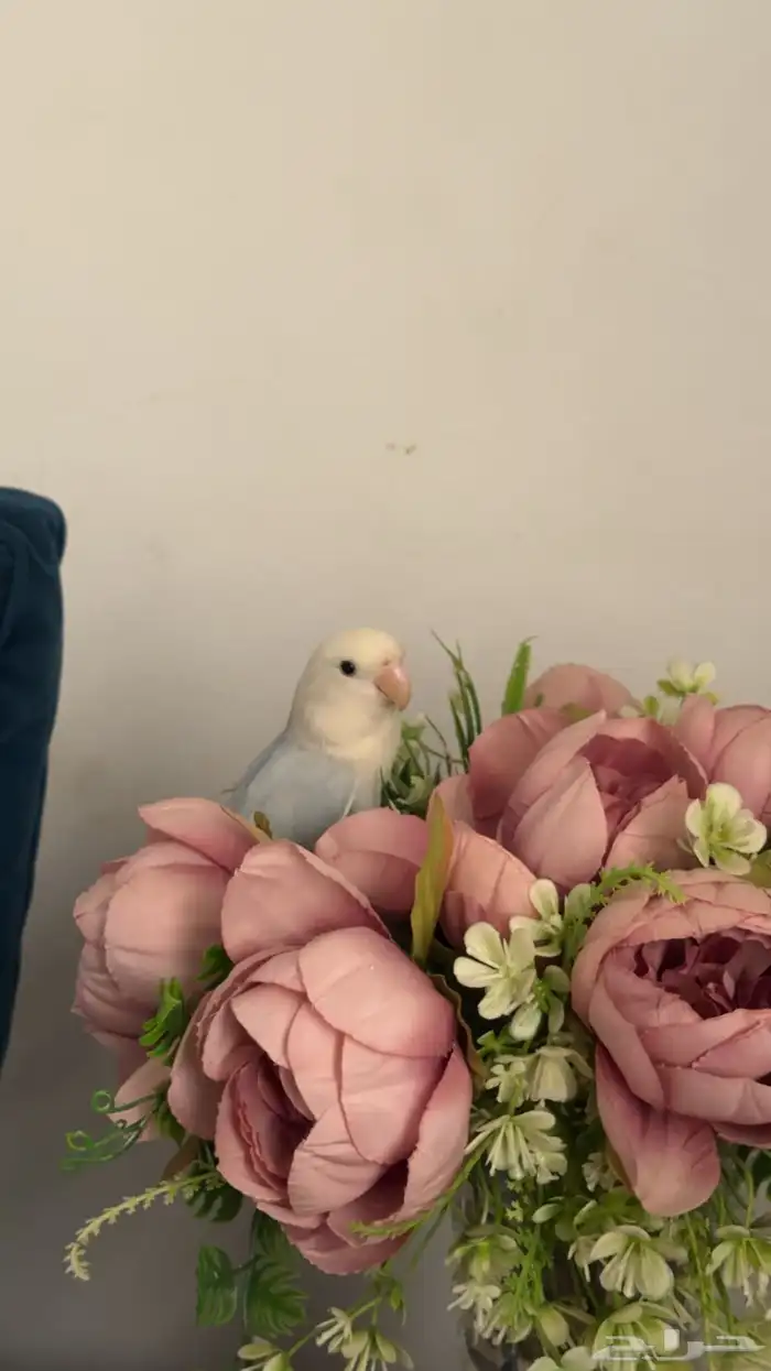 روز اليف البيع مستعجل والسعر مناسب جدا 1