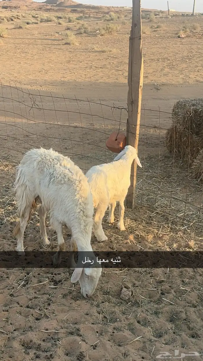 غنم مواليد 3