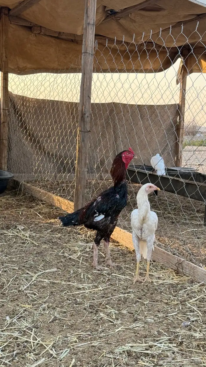 ديك سندي بيور 2