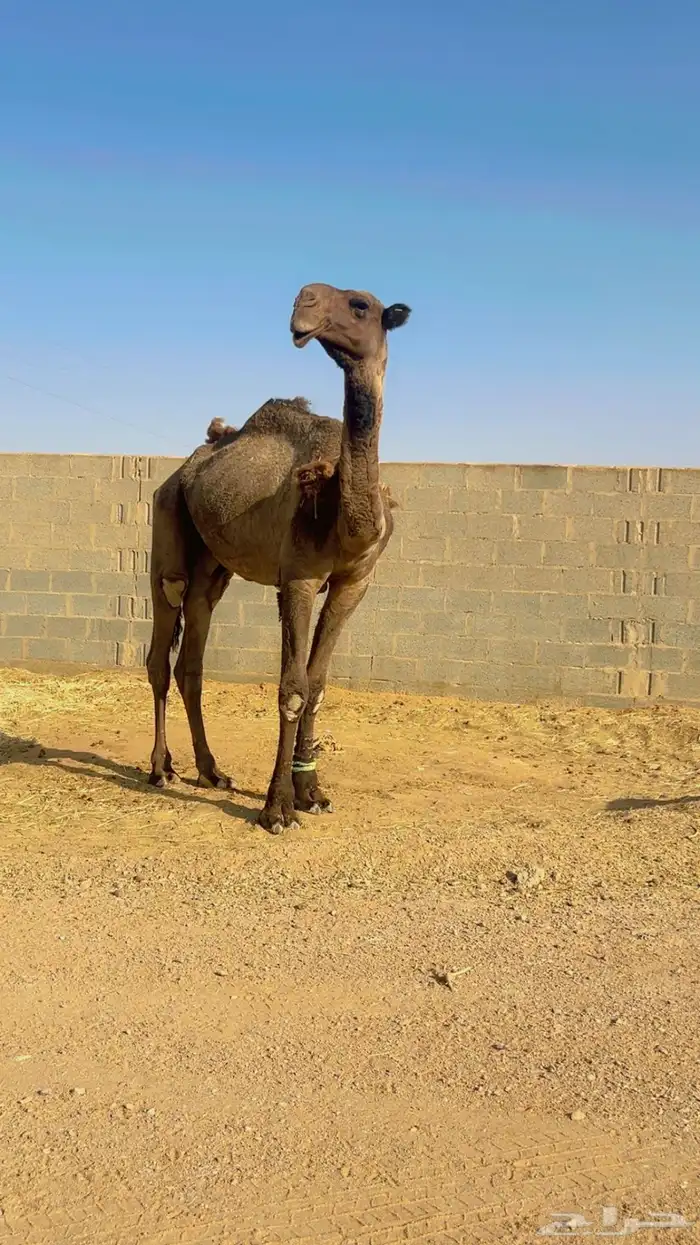 قعود فحل للبيع 2