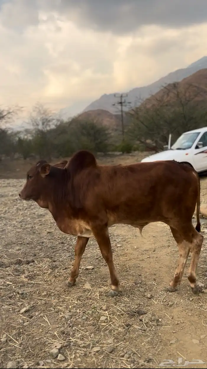 حسلان بلدي للبيع 2