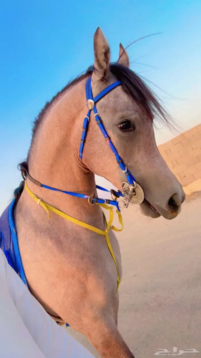 مهره شعبيه كفو 2