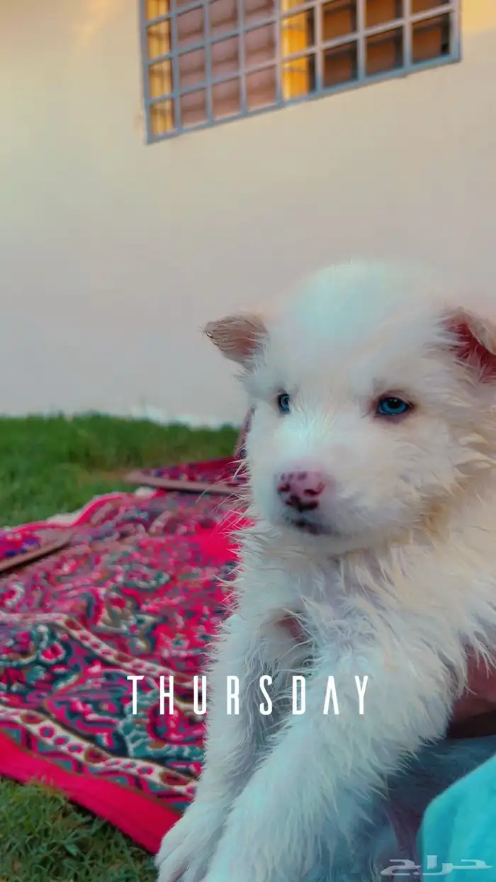 للبيع جراوي الهاسكي السيبيري الأبيض النادر وجراوي رمادي 1